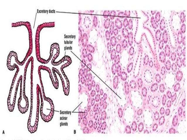 Salivary Gland Pdf